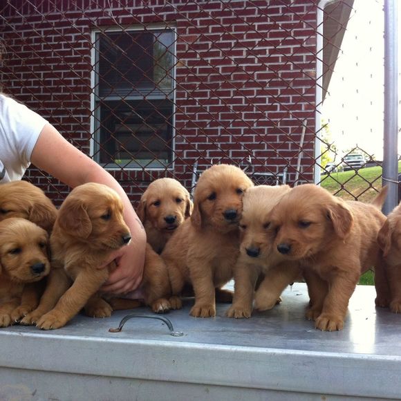 Meet your Posher, Debbie - Picture 1 of 1